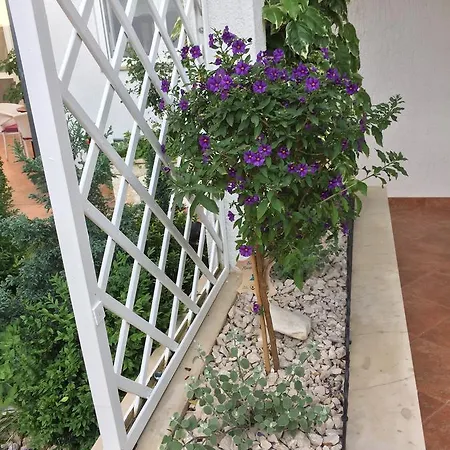 Apartments - Rooms Vesna Guest house 3*